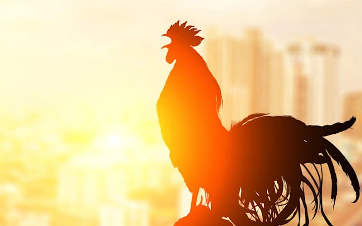 Nhật Bản ứng dụng AI 'soi trứng' xác định giới tính gà con - Ảnh 3.