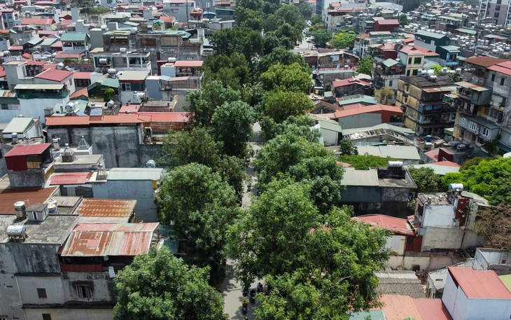 Hà Nội chặt hạ, dịch chuyển cây xanh ở đường Hùng Vương để mở rộng quảng trường Ba Đình - Ảnh 2.