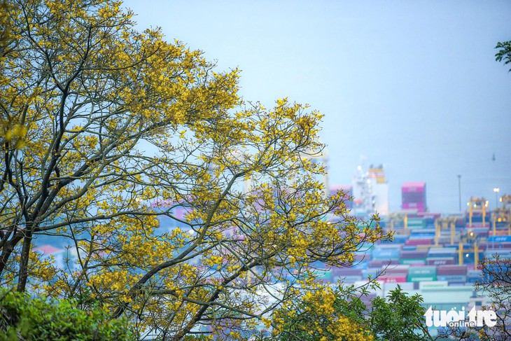 Sơn Trà - Ảnh 1.