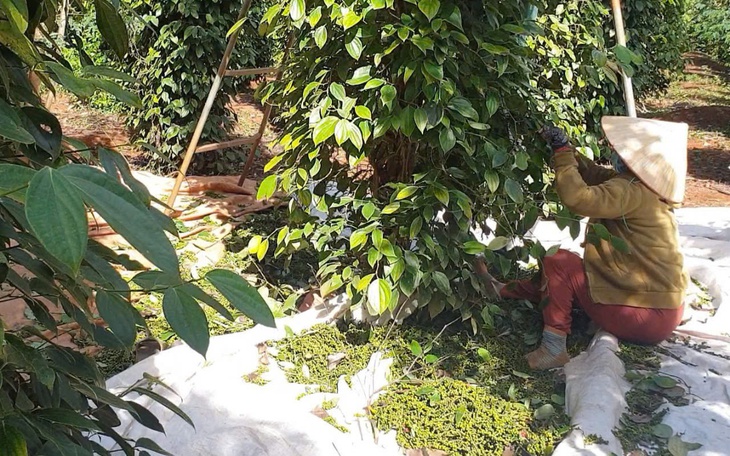 Doanh nghiệp thủy sản tìm cách ứng phó với thuế đối ứng của Mỹ - Ảnh 3.