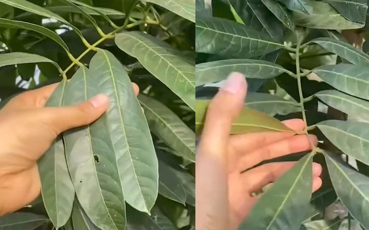 Xuất hiện clip đoạn kiểm tra liên ngành kiểm tra cơ sở cây giống gây xôn xao - Ảnh 2.