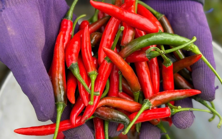 Ớt rớt giá còn 5.000 đồng/kg, nông dân Quảng Ngãi lao đao - Ảnh 8.