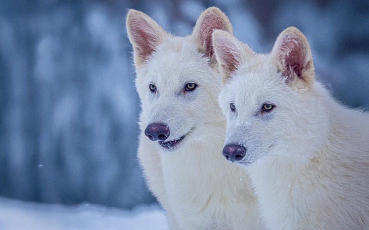 Loài thú tuyệt chủng trong hoang dã sắp 'tái xuất' ở Bỉ sau 100 năm - Ảnh 2.