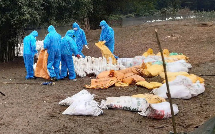 Chuyên gia cảnh báo chủng cúm H9N2 đang thích nghi với cơ thể người - Ảnh 2.