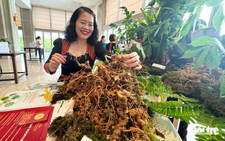 sâm Ngọc Linh - Ảnh 3.