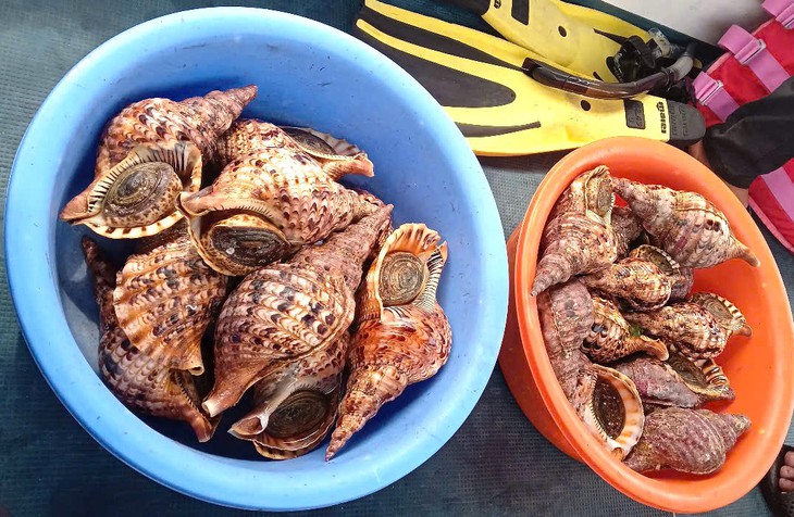 Tổng kiểm tra toàn bộ bè nổi trên vịnh Nha Trang: Vận động thả 21 cá thể ốc tù và quý hiếm về biển - Ảnh 1. Nha Trang - Ảnh 1.