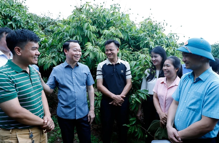 vải thiều - Ảnh 2.