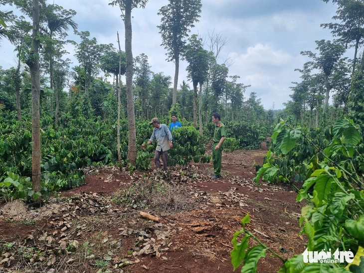 trộm dây tiêu - Ảnh 1.