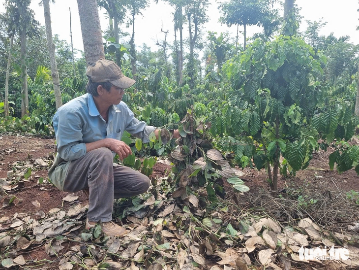 trộm dây tiêu - Ảnh 2.