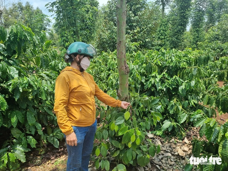 Điều tra vụ cắt trộm dây tiêu nghi đem bán làm giống - Ảnh 4.