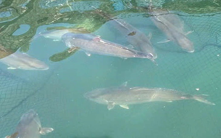 Sau khi làm chủ công nghệ sản xuất giống cá cam đắt giá, Việt Nam đang nuôi thử, đạt gần 1kg/con - Ảnh 4.