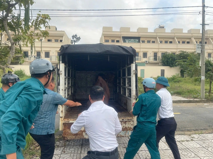 bò thả rông - Ảnh 1.