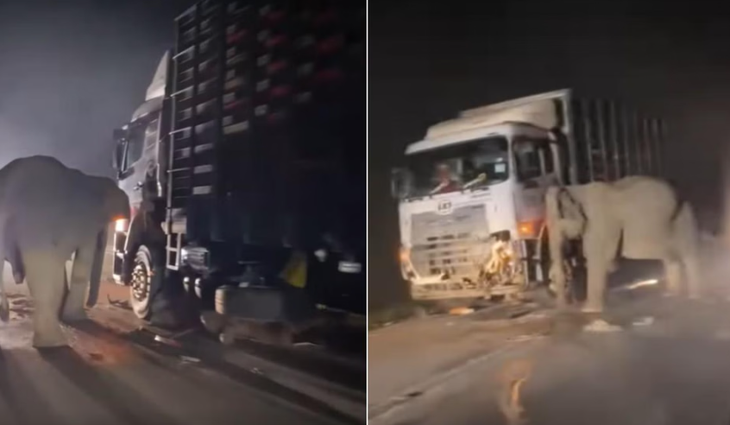 Rớt nước mắt voi con bị xe tải tông chết, voi mẹ hoảng loạn tìm cách cứu, không chịu rời đi - Ảnh 1. Rớt nước mắt voi con bị xe tải tông chết, voi mẹ hoảng loạn tìm cách cứu không chịu rời đi - Ảnh 1.