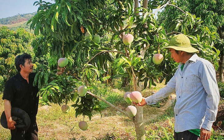 Giải cứu xoài Úc chỉ là tình thế, chuyên gia hiến kế cách ổn định đầu ra - Ảnh 3.