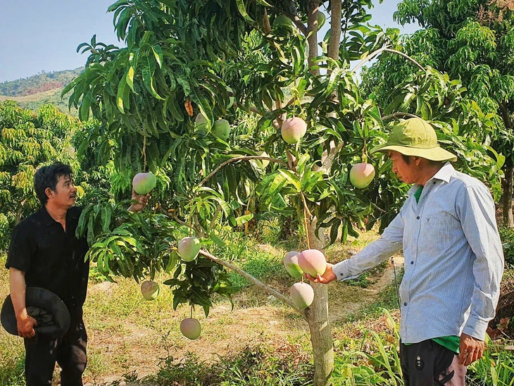 Xoài Úc Cam Lâm rớt giá chưa từng thấy, người dân lao đao - Ảnh 1. Xoài Úc - Ảnh 1.