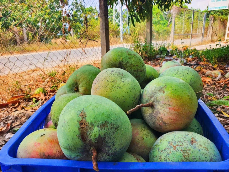 Xoài Úc Cam Lâm rớt giá chưa từng thấy, người dân lao đao - Ảnh 2. Xoài Úc - Ảnh 2.