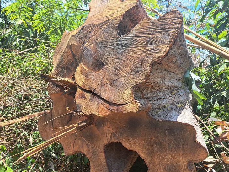 phá rừng - Ảnh 1.