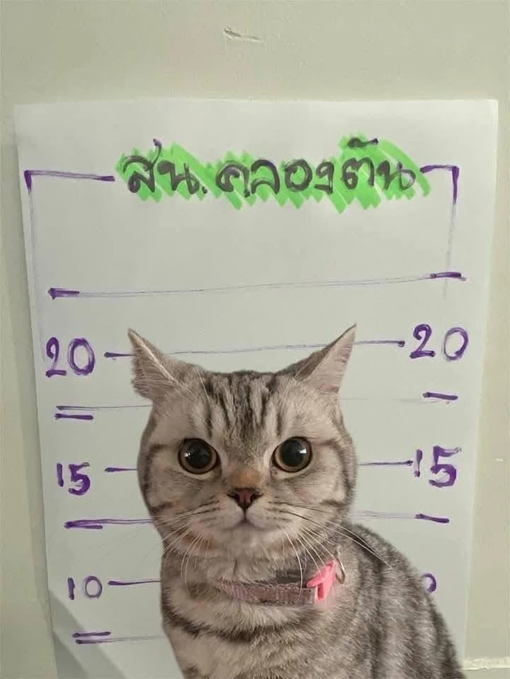 chú mèo - Ảnh 2.