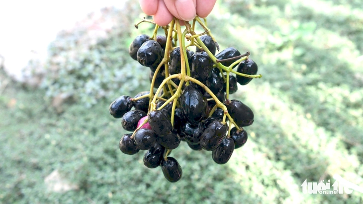 mùa trâm chín - Ảnh 3.