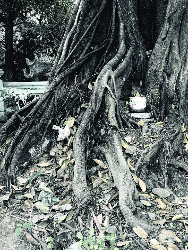  Cây đa - Ảnh 1.