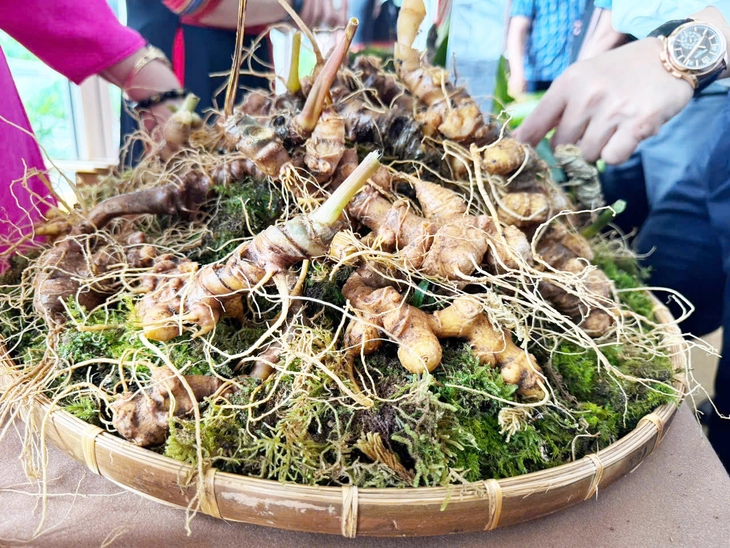 sâm Ngọc Linh - Ảnh 1.