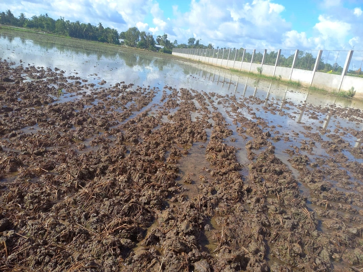 Vụ lúa chết gần cao tốc Cần Thơ - Cà Mau: Rửa mặn bằng nước mưa trước khi xuống giống vụ mới - Ảnh 1.
