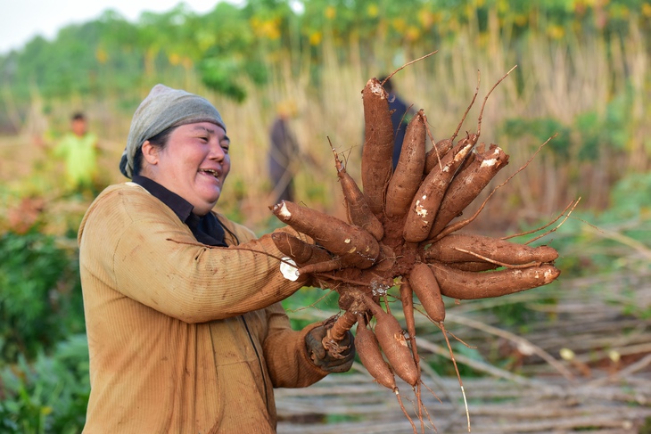 khoai mì - Ảnh 1.