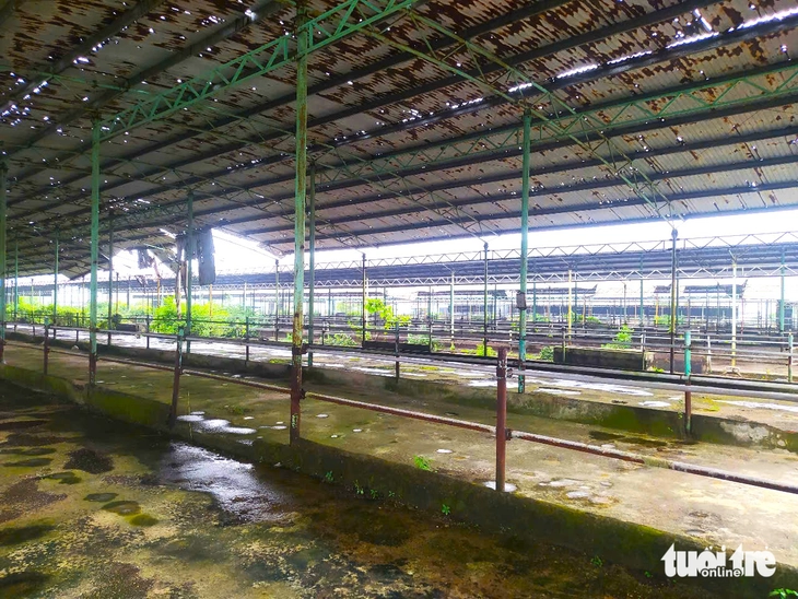 chăn nuôi bò - Ảnh 2.