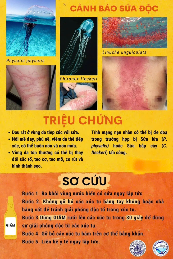 Mùa tắm biển, cẩn trọng với sứa lửa - Ảnh 2. sứa lửa - Ảnh 3.