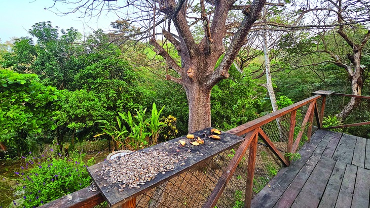 chim - Ảnh 9.