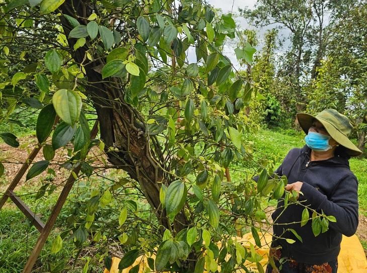 hồ tiêu - Ảnh 1.