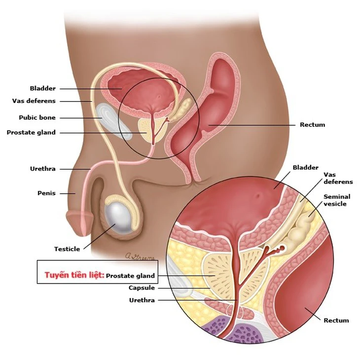 Ông Biden bị ung thư tuyến tiền liệt: Loại ung thư dễ di căn đến xương - Ảnh 1. Joe Biden - Ảnh 1.