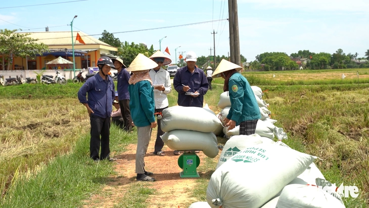 lúa hữu cơ - Ảnh 1.