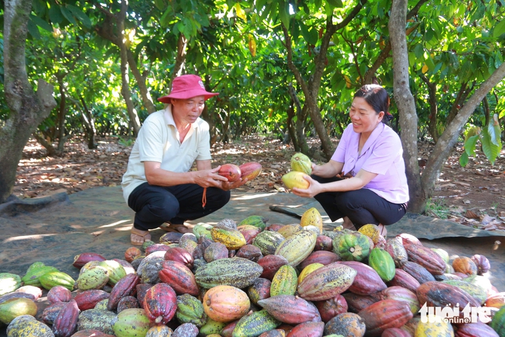 Giá ca cao tăng vọt, nông dân phấn khởi - Ảnh 1.