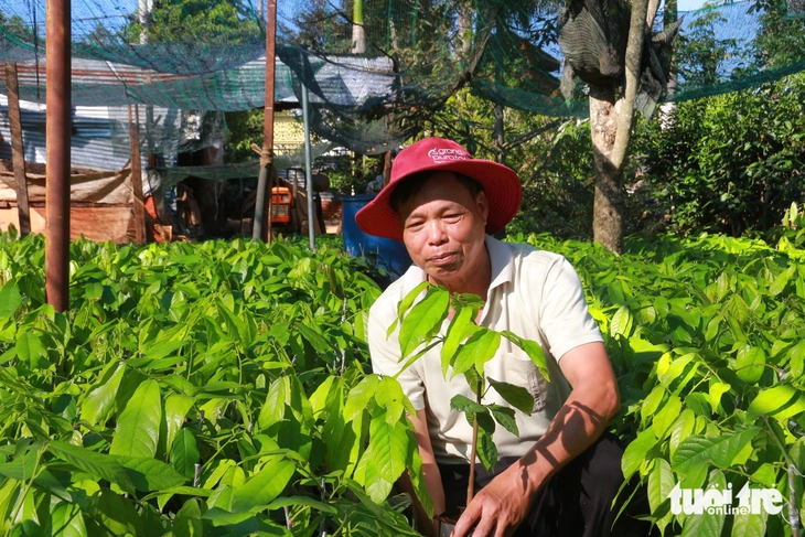 ca cao - Ảnh 2.