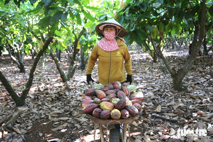 Giá ca cao tăng vọt, nông dân phấn khởi - Ảnh 3.