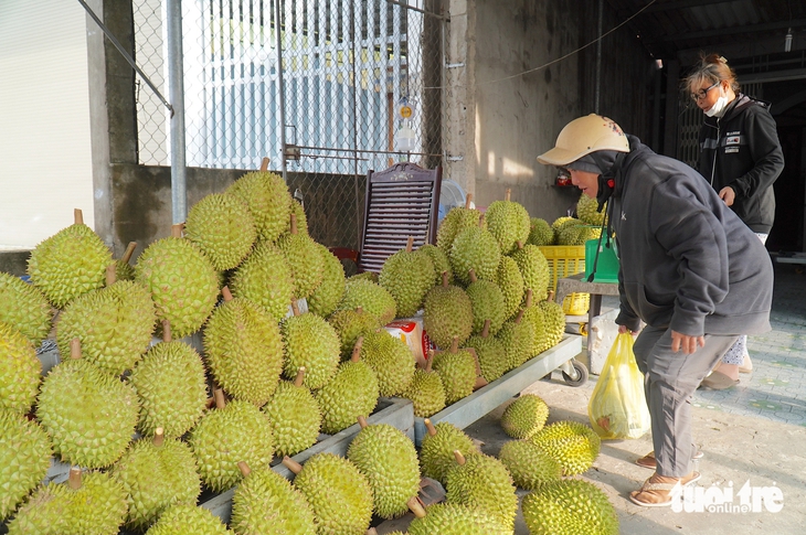 Sầu riêng miền Tây bán lề đường chỉ 30.000 đồng/kg - Ảnh 4.