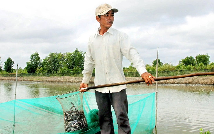 Giá cá kèo tăng lên 300.000 đồng/kg, nông dân Cà Mau tất bật xuống giống - Ảnh 2.