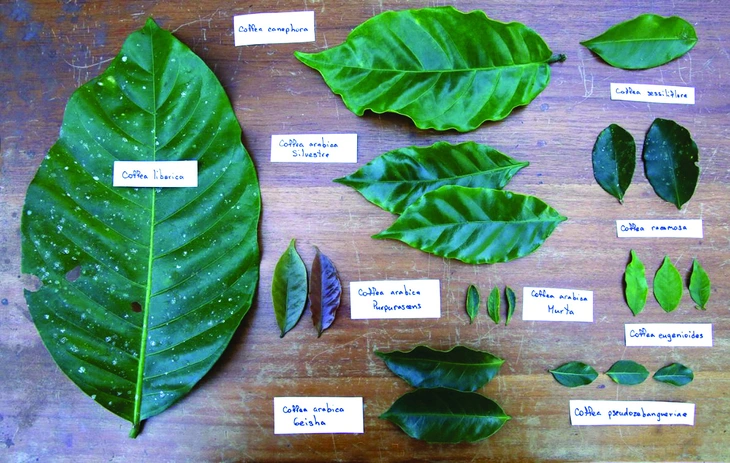 cà phê - Ảnh 2.