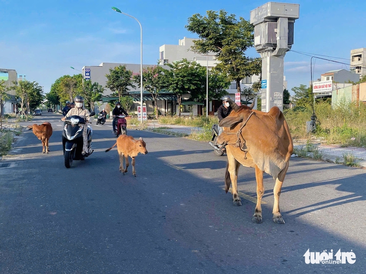 Bò thả rông, đuổi nhau phi băng băng giữa đường ở Đà Nẵng - Ảnh 4.