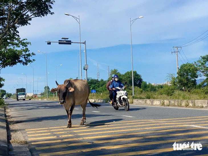 Đà Nẵng - Ảnh 5.
