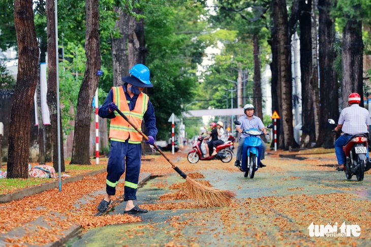 Lãng mạn mùa sao đen rụng ở thành phố cây xanh số 1 Việt Nam - Ảnh 4.
