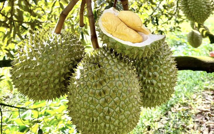 Kiểm tra việc dùng chất kích thích tăng trưởng hoa quả, sử dụng vàng O trong sầu riêng - Ảnh 2.