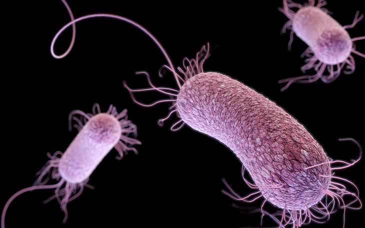 Phát hiện chủng vi khuẩn nguy hiểm, có thể chia sẻ gene - Ảnh 3.