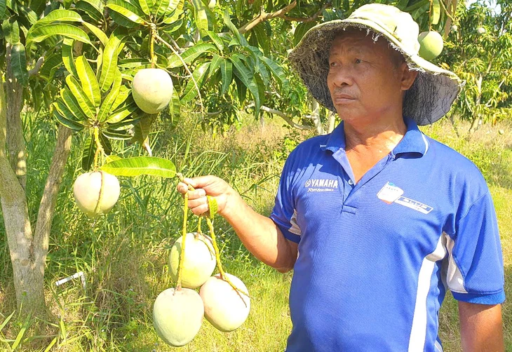 Giải cứu chỉ là tình thế, giải pháp nào giúp xoài Úc ổn định đầu ra? - Ảnh 2. xoài Úc - Ảnh 2.