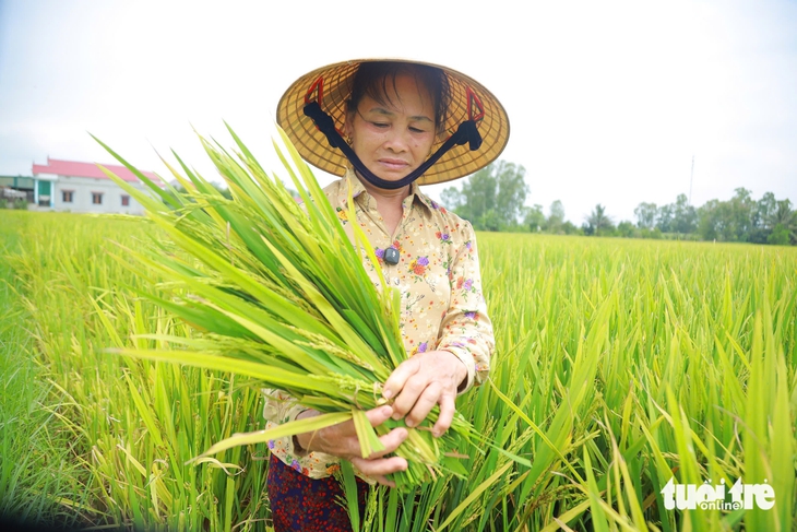 Hàng ngàn héc ta lúa ở Nghệ An lép hạt: 10 giống lúa ngoài cơ cấu - Ảnh 1.