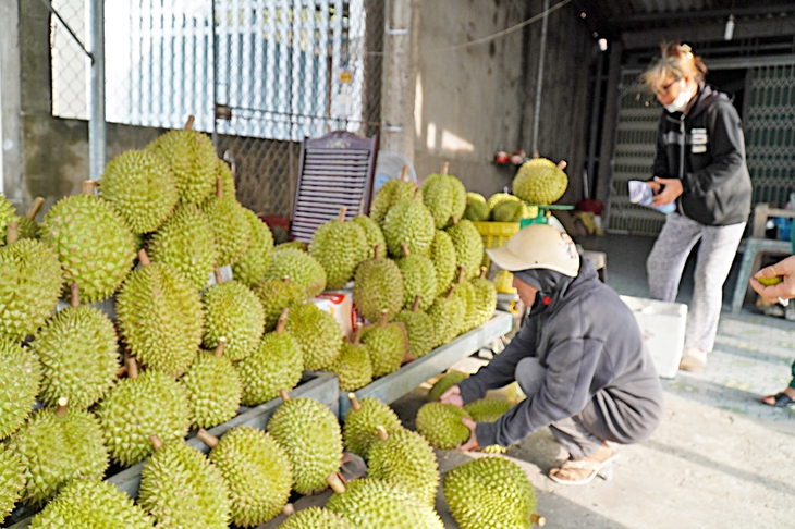 Không để sầu riêng trở thành... 'sầu chung' - Ảnh 2. Không để sầu riêng trở thành... “sầu chung” - Ảnh 2.