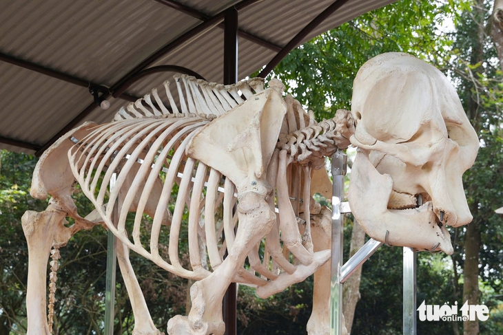 xương voi - Ảnh 4.