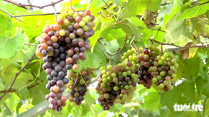 tham quan miễn phí - Ảnh 3.
