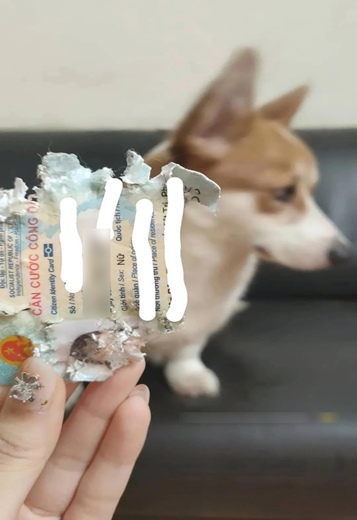 Chú chó xứng đáng nhận 10 'phiếu bé ngơ' - Ảnh 1.